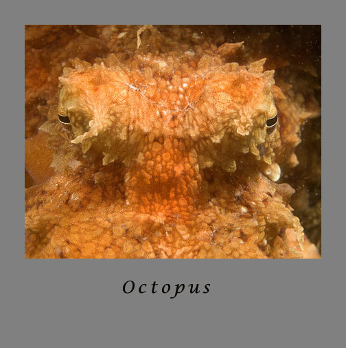 octopus